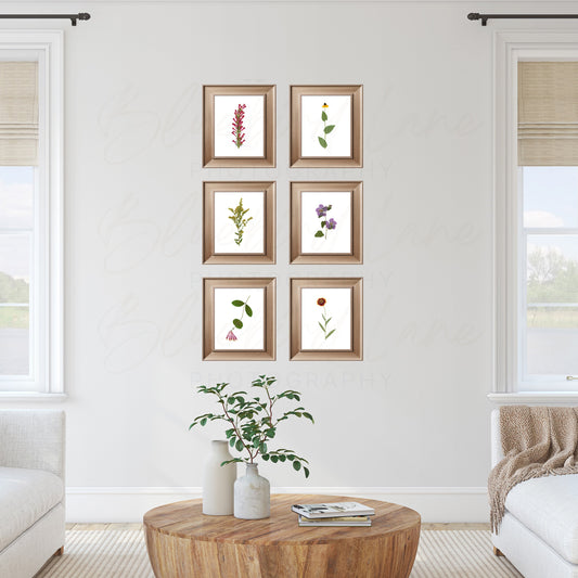 Pressed Native Texas Wildflower Art Prints: Modern Botanical Wall Decor