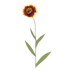 Pressed Native Texas Wildflower Art Prints: Modern Botanical Wall Decor