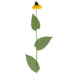 Pressed Native Texas Wildflower Art Prints: Modern Botanical Wall Decor