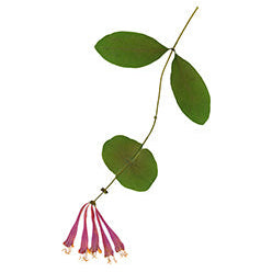 Pressed Native Texas Wildflower Art Prints: Modern Botanical Wall Decor
