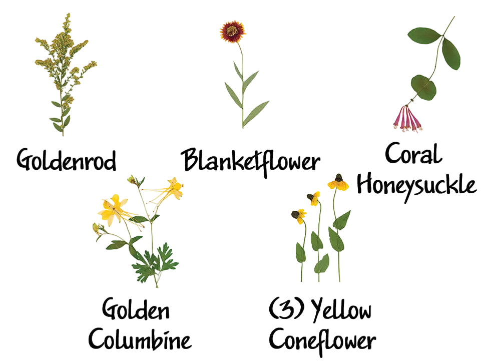 Pressed Native Texas Wildflower Art Prints: Modern Botanical Wall Decor