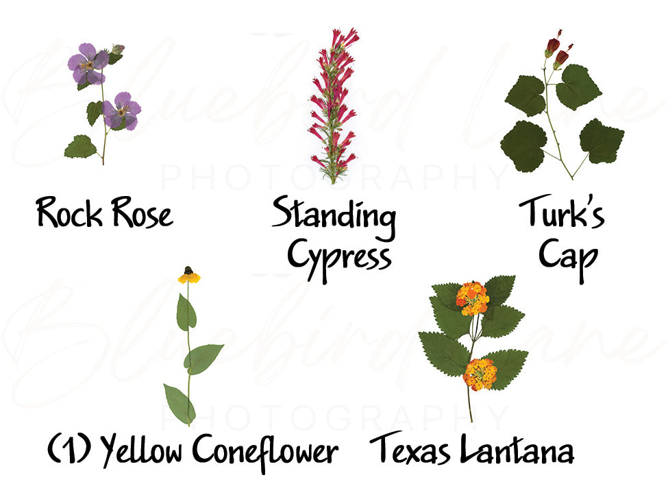 Pressed Native Texas Wildflower Art Prints: Modern Botanical Wall Decor