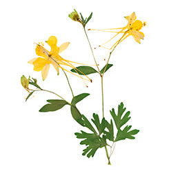 Pressed Native Texas Wildflower Art Prints: Modern Botanical Wall Decor