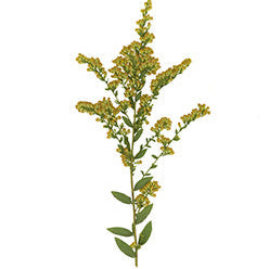 Pressed Native Texas Wildflower Art Prints: Modern Botanical Wall Decor