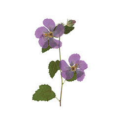 Pressed Native Texas Wildflower Art Prints: Modern Botanical Wall Decor