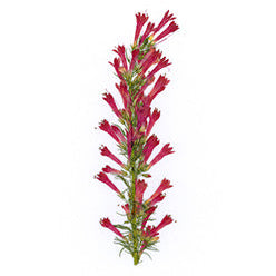 Pressed Native Texas Wildflower Art Prints: Modern Botanical Wall Decor
