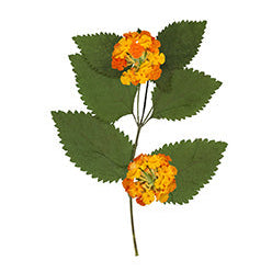 Pressed Native Texas Wildflower Art Prints: Modern Botanical Wall Decor