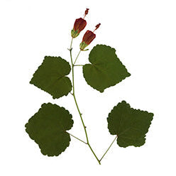 Pressed Native Texas Wildflower Art Prints: Modern Botanical Wall Decor